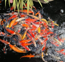 Cá Koi Size Vừa 30-40Cm