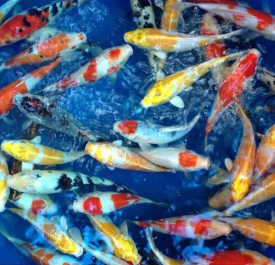 Cá Koi Đủ Màu Đủ Size